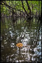 Floating fruit and mangroves, Bay Canh Island, Con Dao National Park. Con Dao Islands, Vietnam ( color)