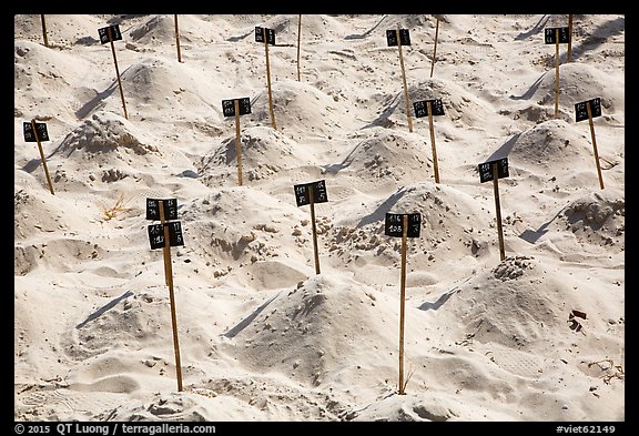 Sea turtle eggs covered by sand, Bay Canh Island, Con Dao National Park. Con Dao Islands, Vietnam (color)