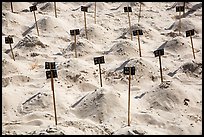 Sea turtle eggs covered by sand, Bay Canh Island, Con Dao National Park. Con Dao Islands, Vietnam ( color)