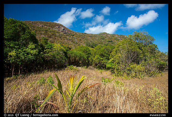 Grasses and dry tropical forest, Bay Canh Island, Con Dao National Park. Con Dao Islands, Vietnam (color)
