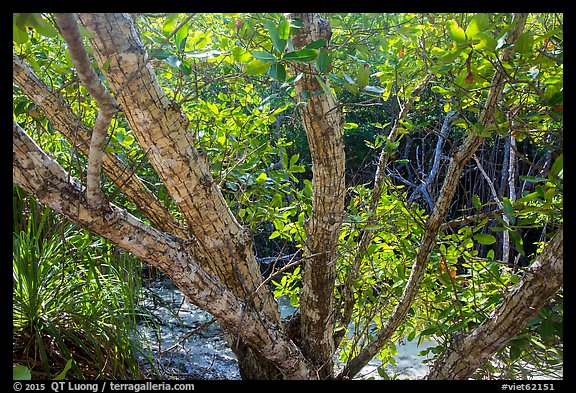 Tropical forest, Bay Canh Island, Con Dao National Park. Con Dao Islands, Vietnam (color)