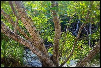 Tropical forest, Bay Canh Island, Con Dao National Park. Con Dao Islands, Vietnam ( color)