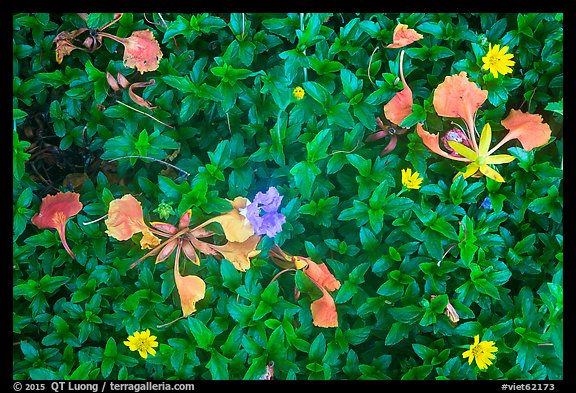 Close up of tropical leaves and flowers, Con Son. Con Dao Islands, Vietnam (color)