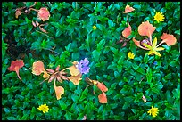 Close up of tropical leaves and flowers, Con Son. Con Dao Islands, Vietnam ( color)