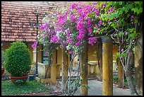 Flowers and house, Con Son. Con Dao Islands, Vietnam ( color)