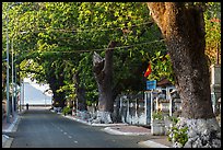 Street lined with old trees, Con Son. Con Dao Islands, Vietnam ( color)