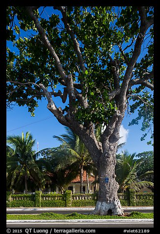 Old tree and colonial-area house, Con Son. Con Dao Islands, Vietnam (color)