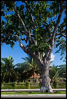 Old tree and colonial-area house, Con Son. Con Dao Islands, Vietnam ( color)