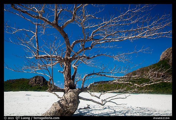 Tree skeleton and sands, Ben Dam. Con Dao Islands, Vietnam (color)