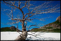 Tree skeleton and sands, Ben Dam. Con Dao Islands, Vietnam ( color)