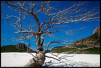 Tree skeleton and sands, Ben Dam. Con Dao Islands, Vietnam ( color)