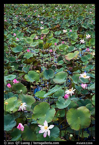 Flowering lotus. Con Dao Islands, Vietnam (color)