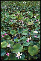 Flowering lotus. Con Dao Islands, Vietnam ( color)