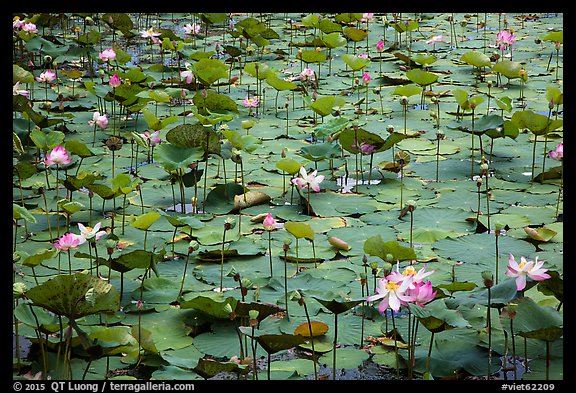 Carpet of lotus flowers. Con Dao Islands, Vietnam (color)