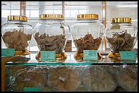 Jars of eddible birds nest. Con Dao Islands, Vietnam ( color)