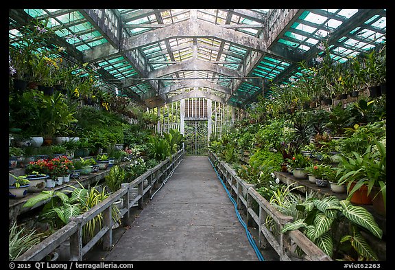 Inside orchid house, Saigon botanical garden. Ho Chi Minh City, Vietnam (color)