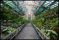 Inside orchid house, Saigon botanical garden. Ho Chi Minh City, Vietnam ( color)