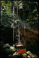 Urn and lianas near the entrance of upper cave, Phong Nha Cave. Vietnam (color)