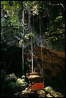 Urn and lianas near the entrance of upper cave, Phong Nha Cave. Vietnam