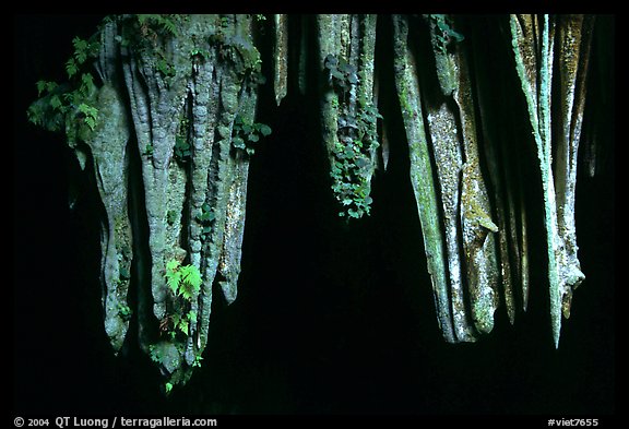 Stalactite in upper Phong Nha Cave. Vietnam