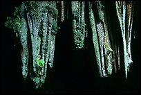 Stalactite in upper Phong Nha Cave. Vietnam