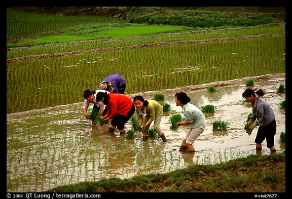 Women tending to rice fields. Vietnam