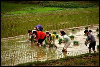 Women tending to rice fields. Vietnam