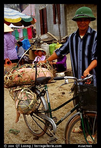 Man with a newly bought pig loaded on his bicycle, That Khe market. Northest Vietnam (color)