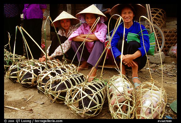 Live pigs all packed for sale, That Khe market. Northest Vietnam (color)
