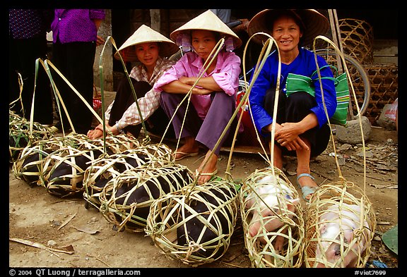 Live pigs all packed for sale, That Khe market. Northest Vietnam