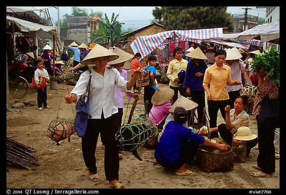 Woman carrying two live pigs, That Khe market. Northest Vietnam (color)