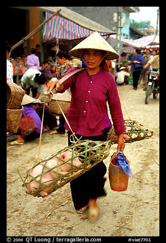 Woman carrying two live pigs, That Khe market. Northest Vietnam (color)