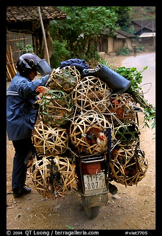 Motorcyclist loaded with live poultry. Northest Vietnam (color)