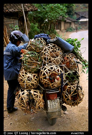 Motorcyclist loaded with live poultry. Northest Vietnam (color)