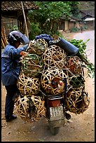 Motorcyclist loaded with live poultry. Northest Vietnam ( color)
