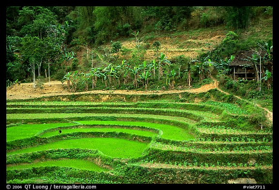 Rice terraces. Northeast Vietnam
