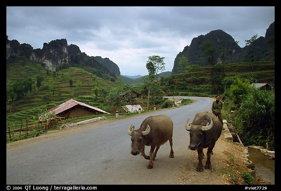 Man walking down two water buffaloes down the road, Ma Phuoc Pass area. Northeast Vietnam (color)