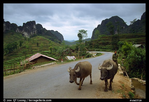 Man walking down two water buffaloes down the road, Ma Phuoc Pass area. Northeast Vietnam