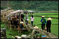 Market set on a dyke amongst rice fields near Ba Be Lake. Northeast Vietnam (color)