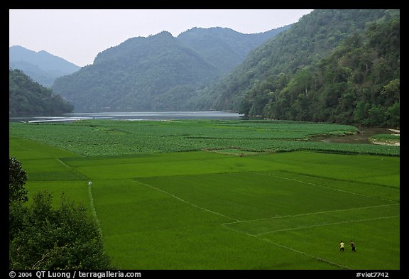 Rice fields below the Pac Ngoi village on the shores of Ba Be Lake. Northeast Vietnam