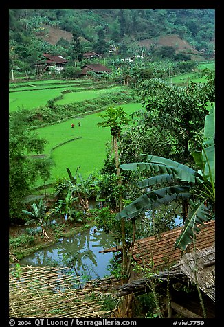 Rice fields near Cho Ra. Northeast Vietnam (color)