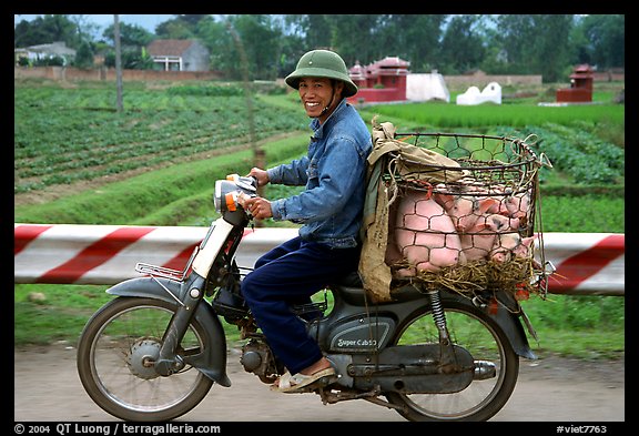 Motorcyclist carrying live pigs. Vietnam (color)