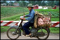 Motorcyclist carrying live pigs. Vietnam