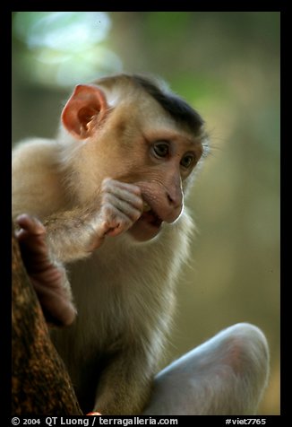 Picture/Photo: Monkey. Vietnam