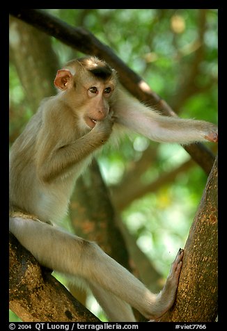 Monkey. Vietnam (color)