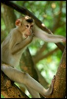 Monkey. Vietnam ( color)