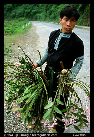 Man of Hmong ethnicity selling wild orchids, near Moc Chau. Vietnam (color)