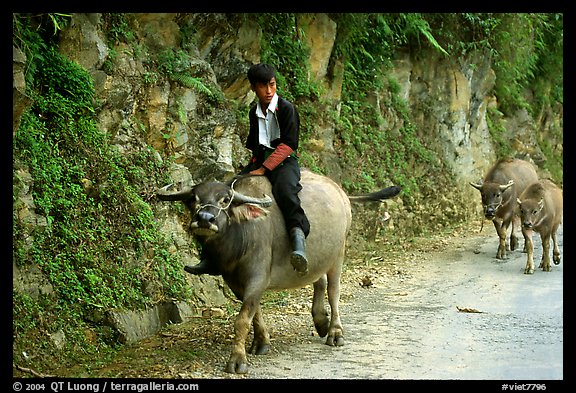 Hmong man riding a water buffalo near Yen Chay. Northwest Vietnam (color)