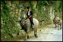 Hmong man riding a water buffalo near Yen Chay. Northwest Vietnam (color)