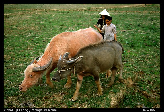 Thai women guiding water buffaloes in the field, near Son La. Northwest Vietnam